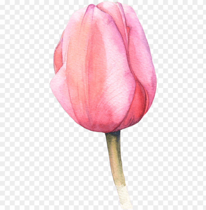 Watercolor Tulips More - Acuarela Tulipan PNG Transparent With Clear ...