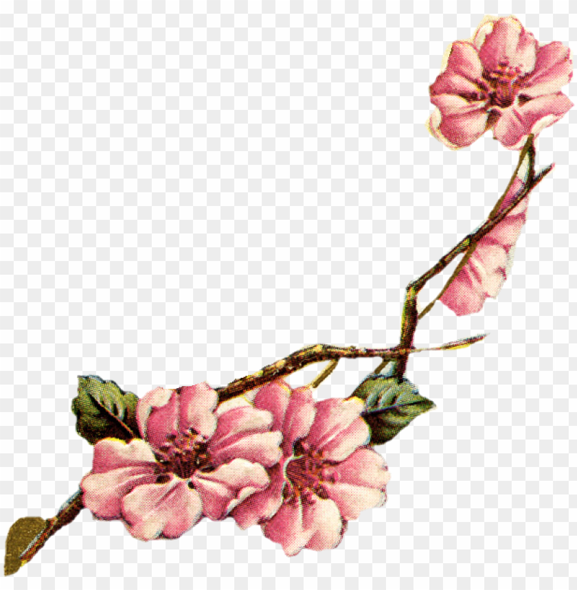 watercolor, petals, fruit, blossoms, natural, blossom tree, sakura