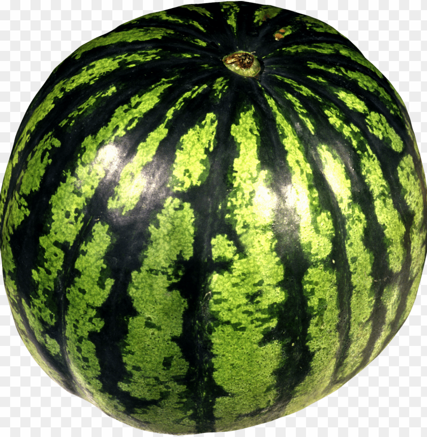 
watermelon
, 
hairy pinnately-lobed leaves
, 
yellow flowers
, 
large
, 
green
, 
yellow spots
, 
sweet
