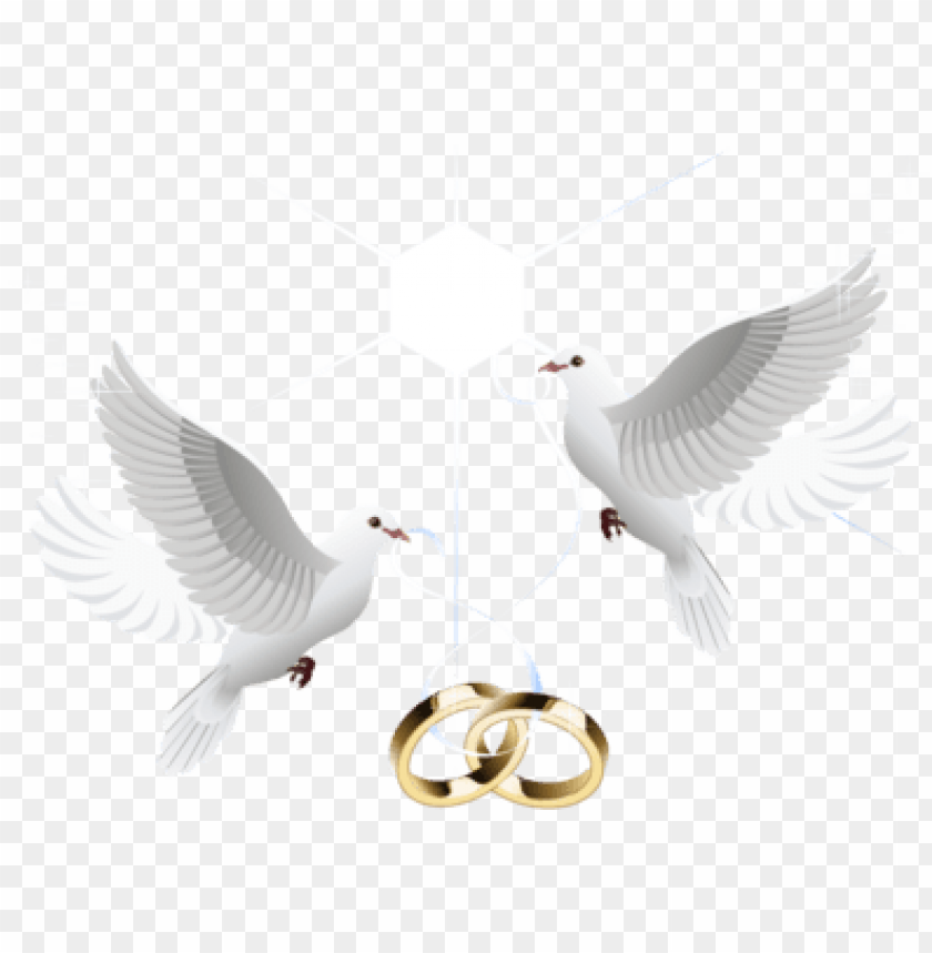 tumblr transparent love, family love, love, birds flying, wedding rings, angry birds
