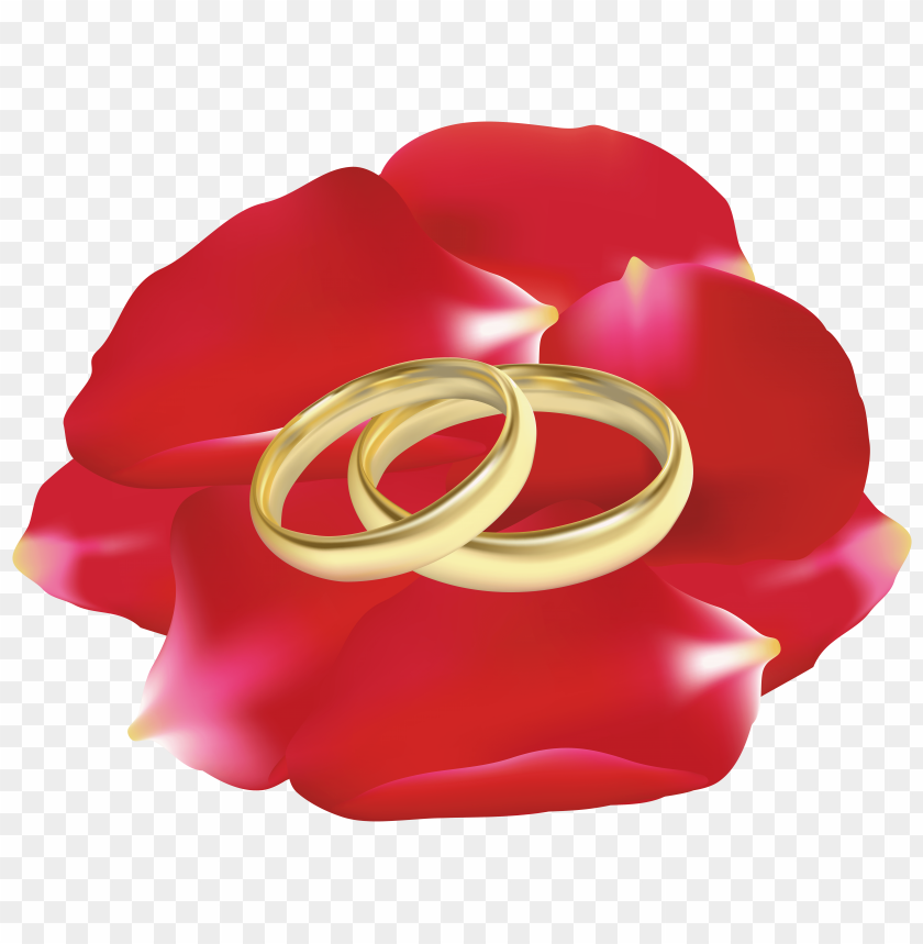petals, rings, rose, wedding