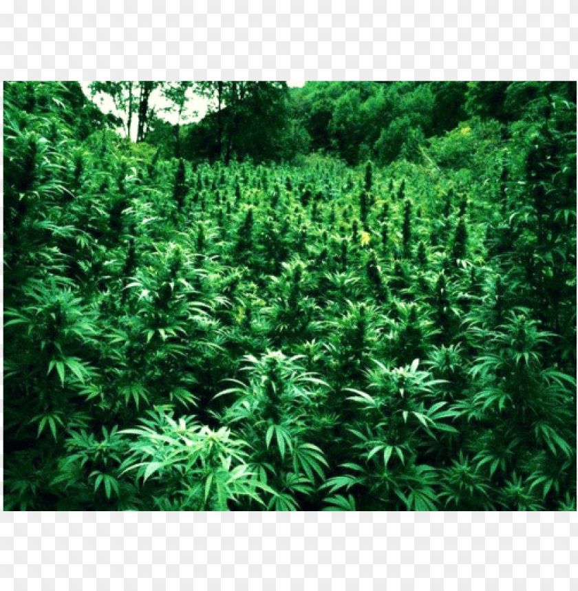 marijuana, tropical, plant, palm, nature, tree, cannabis