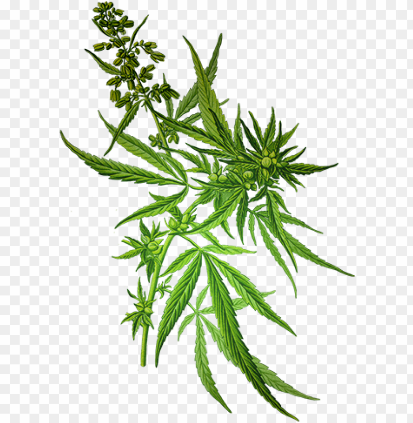 weed transparent background download cannabis sativa PNG transparent with Clear Background ID 182912