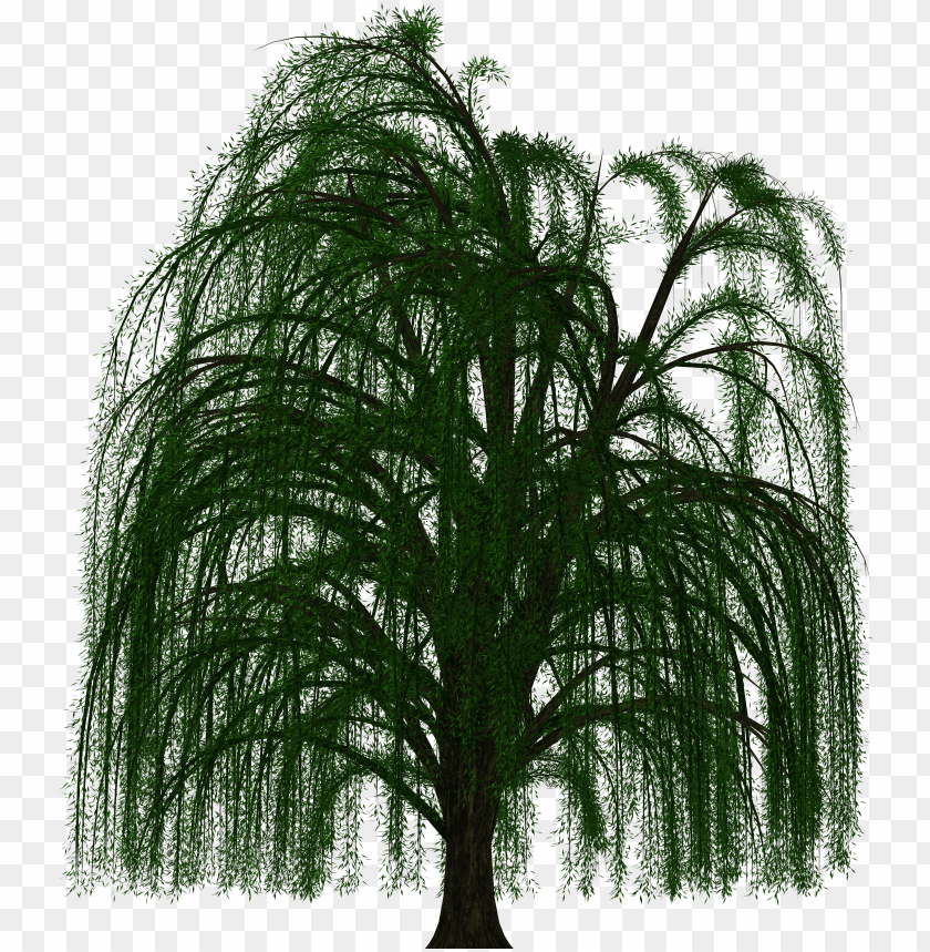 Weeping Willow - Willow Tree Transparent Background PNG Transparent With Clear Background ID 217147