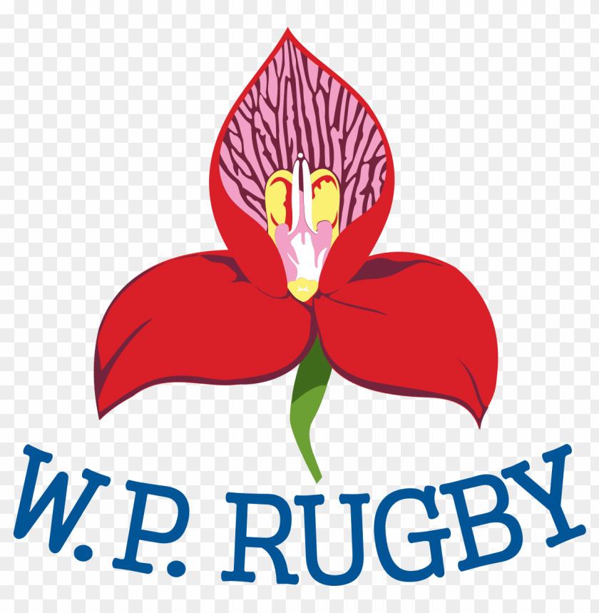 sports, rugby teams south africa, western province rugby logo, 