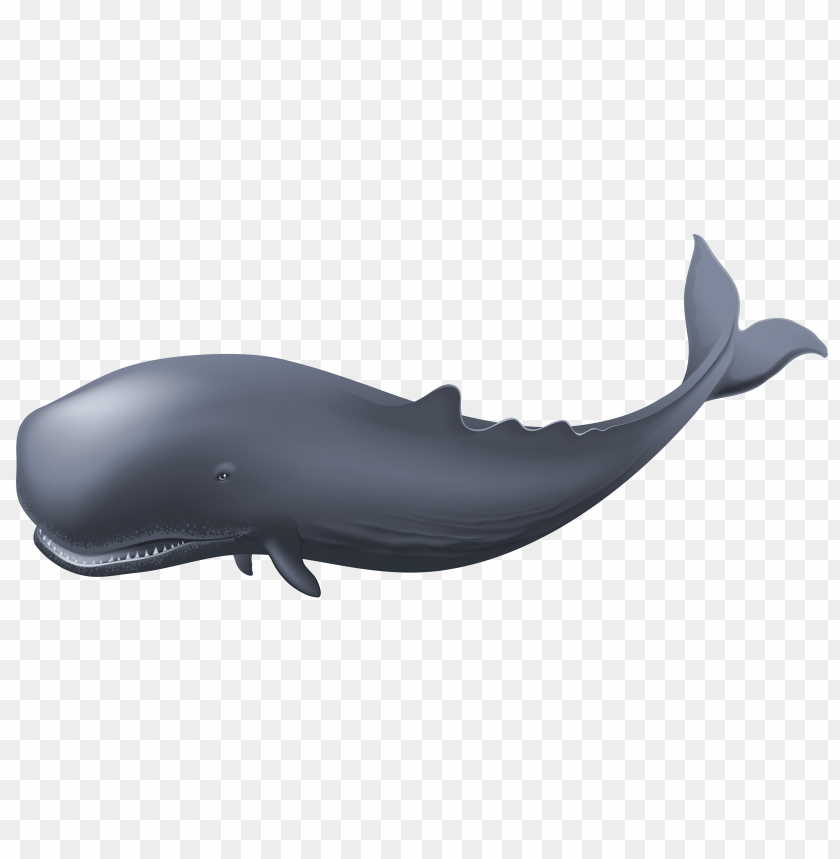 Whale Clipart Png Photo - 31867