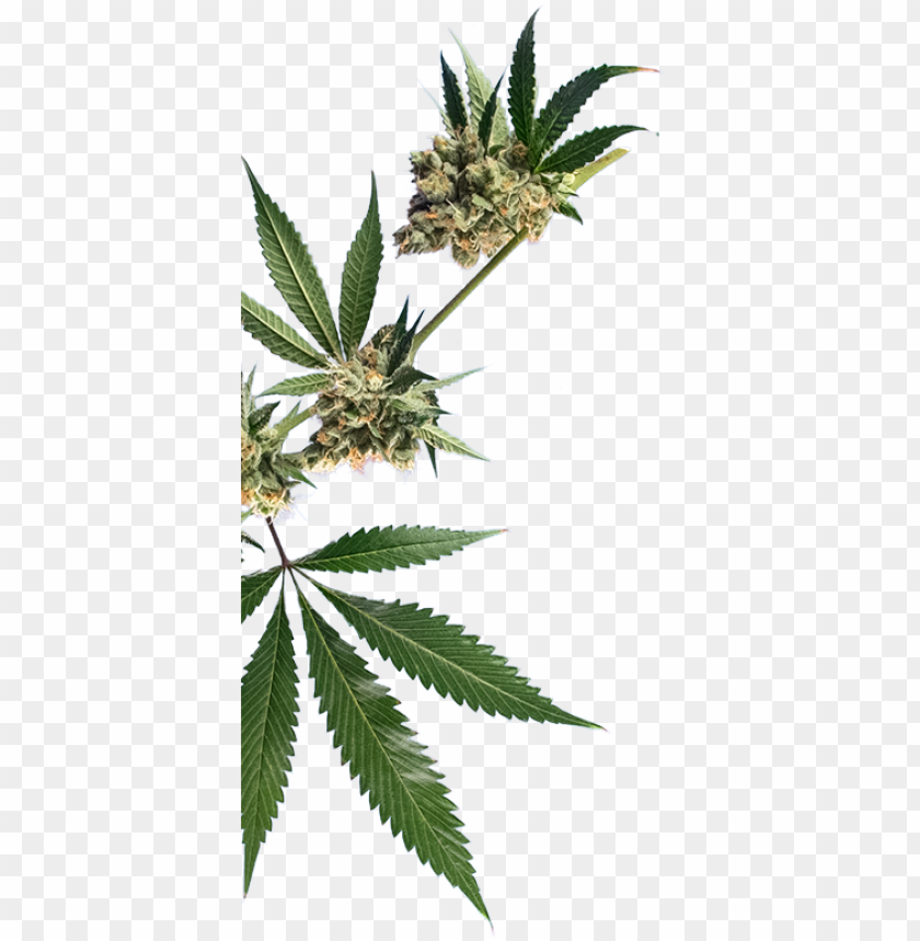 free PNG what about your weed PNG image with transparent background PNG images transparent