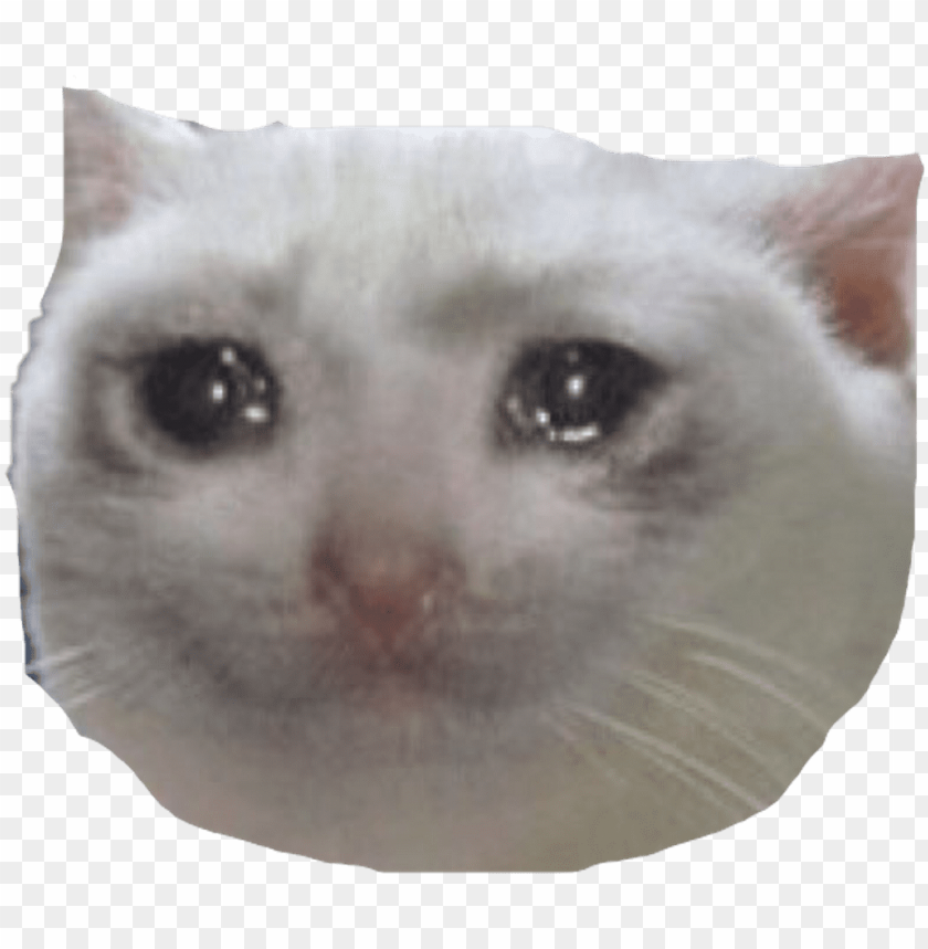 whats the origin of the crying cat pictures and why crying cat meme with hearts PNG transparent with Clear Background ID 164256