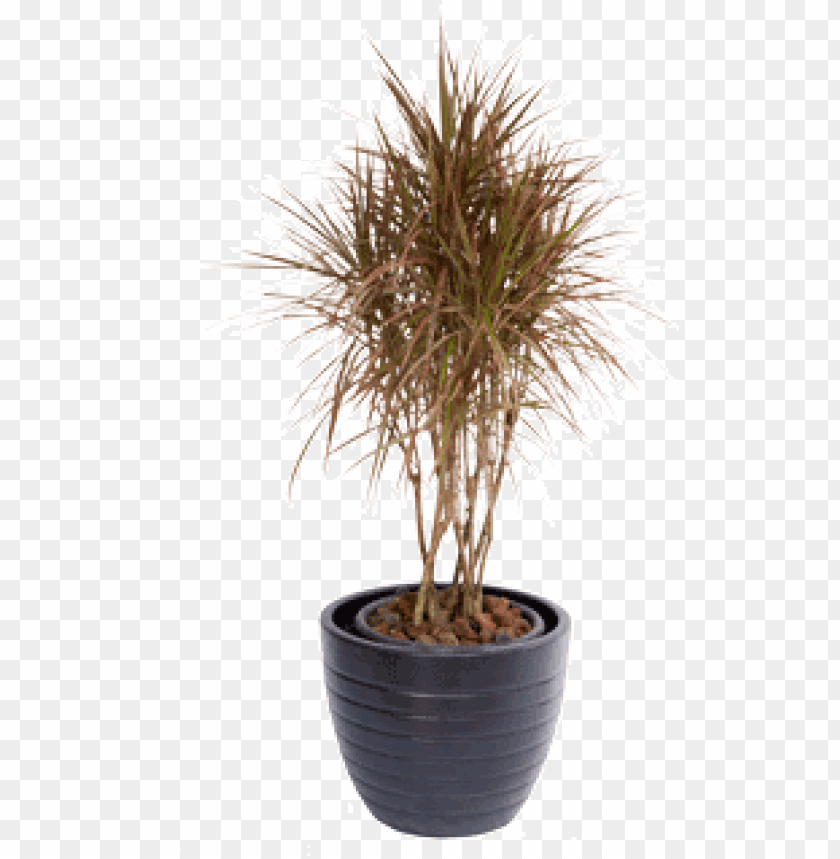 whatsapp dracaena tricolour - dracaena PNG image with transparent background  | TOPpng