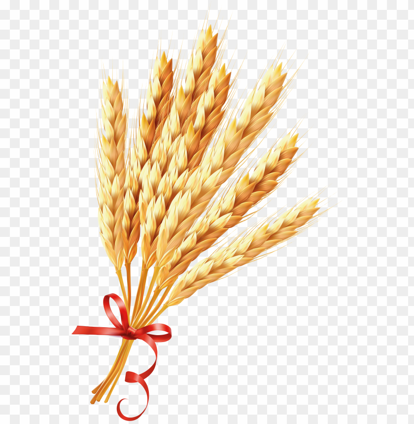 wheat png, download png image with transparent background, png image wheat png, free png image,wheat,corn,grist


