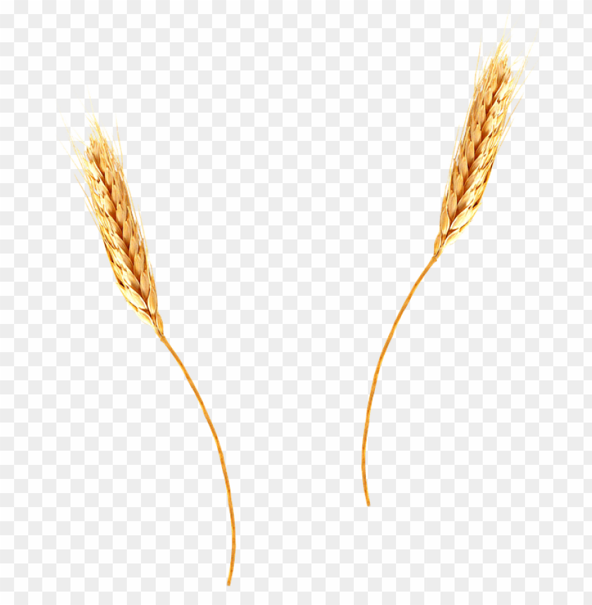 PNG image of wheat with a clear background - Image ID 2415