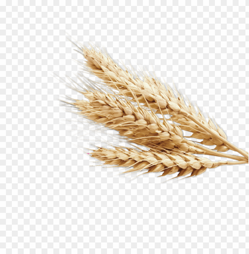 wheat png, download png image with transparent background, png image wheat png, free png image,wheat,corn,grist

