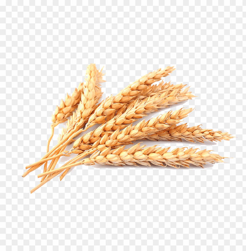 PNG image of wheat with a clear background - Image ID 2419
