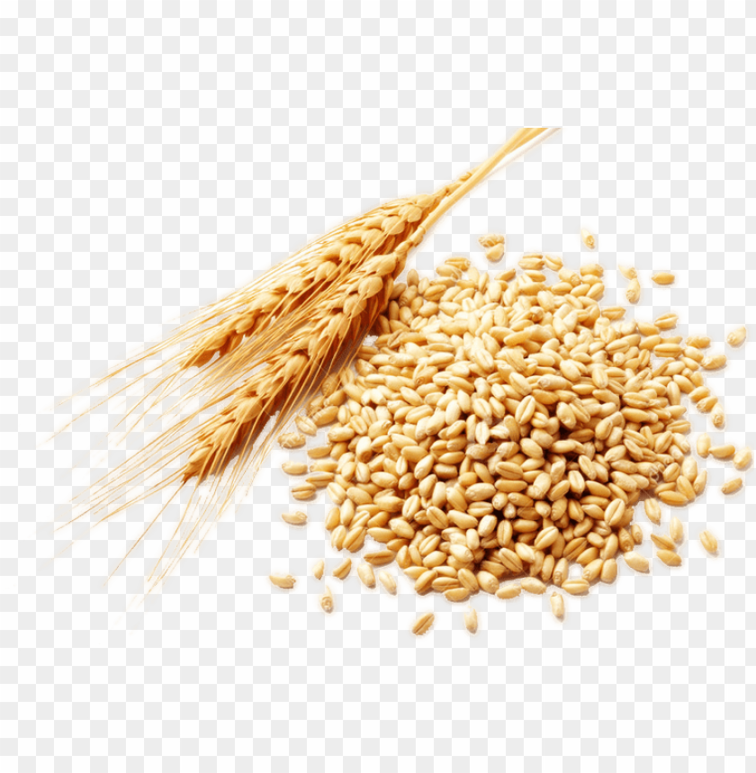 PNG image of wheat with a clear background - Image ID 2420