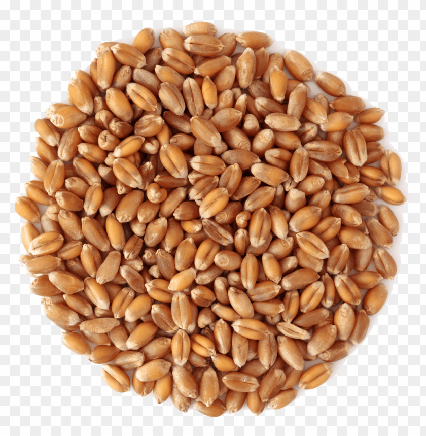 PNG image of wheat with a clear background - Image ID 2425