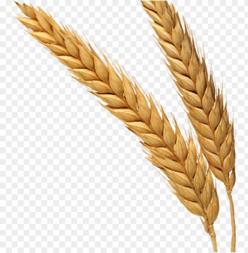 PNG image of wheat with a clear background - Image ID 2427
