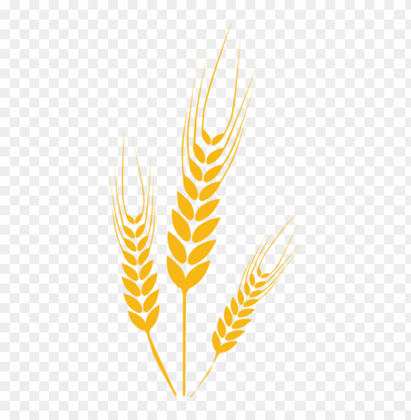 Download Wheat png images background | TOPpng