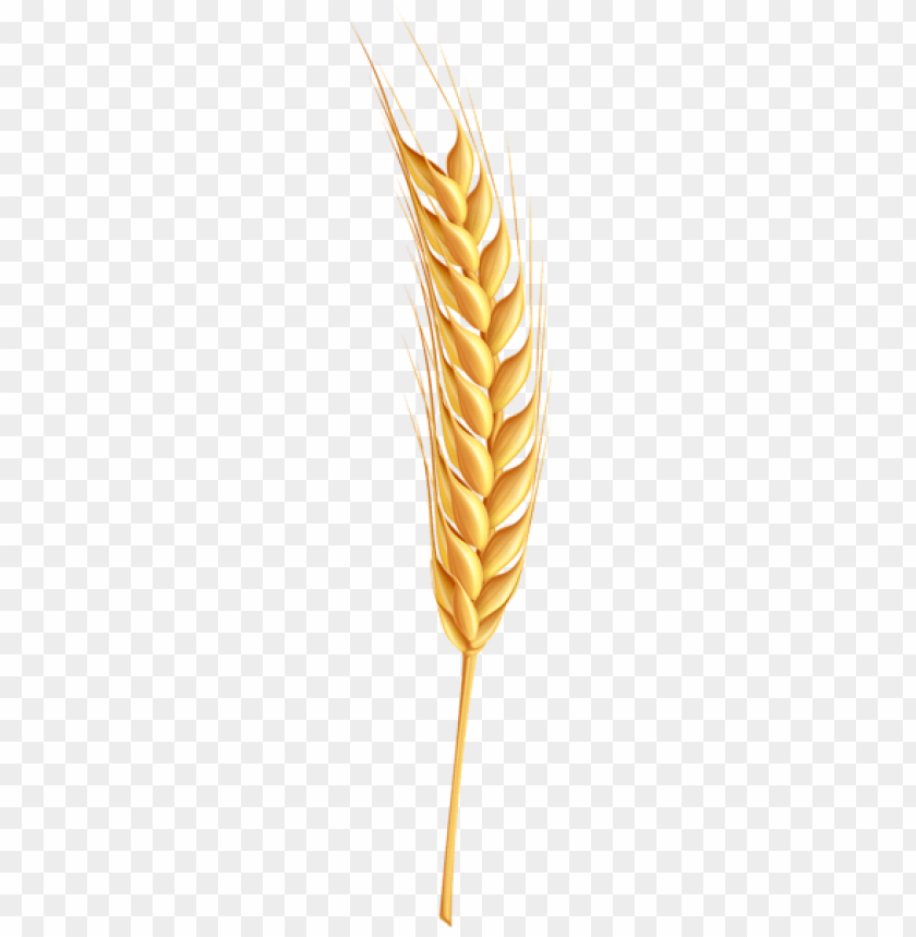 wheat png, download png image with transparent background, png image: wheat png, free png image, wheat