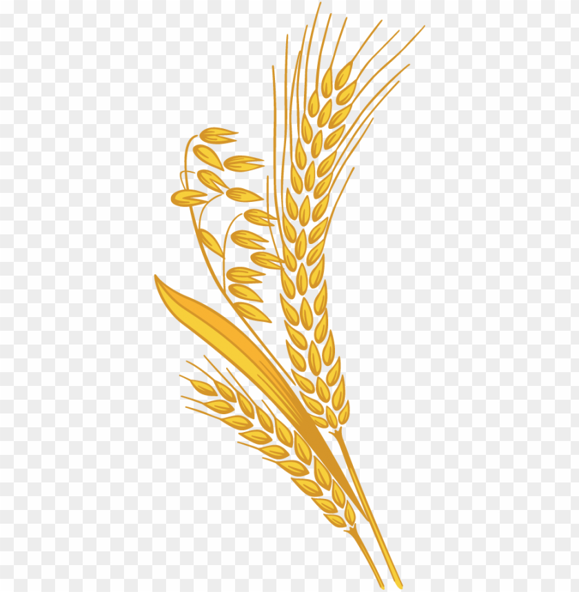 PNG image of wheat with a clear background - Image ID 2448