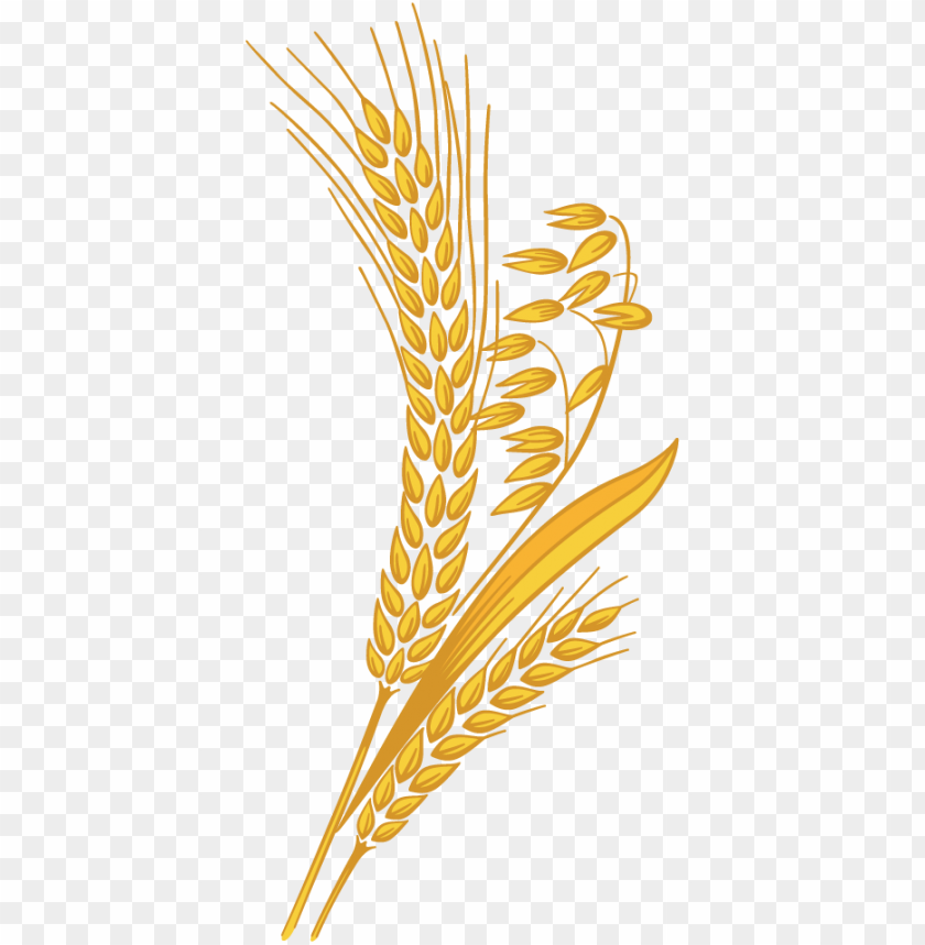 Download Wheat png images background | TOPpng