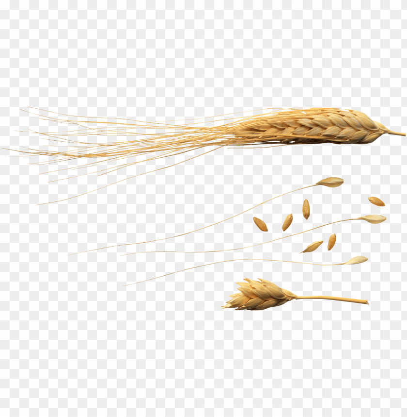 wheat png,wheat png image,wheat png file,wheat plant png,wheat bread png,wheat images png,wheat images clip art