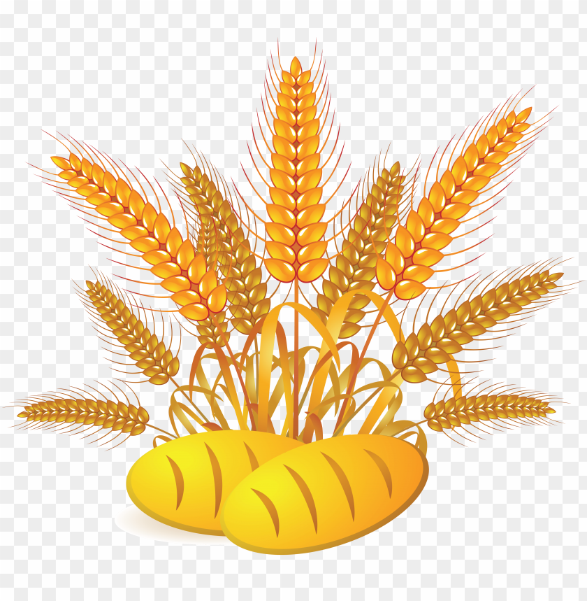 PNG image of wheat with a clear background - Image ID 2495