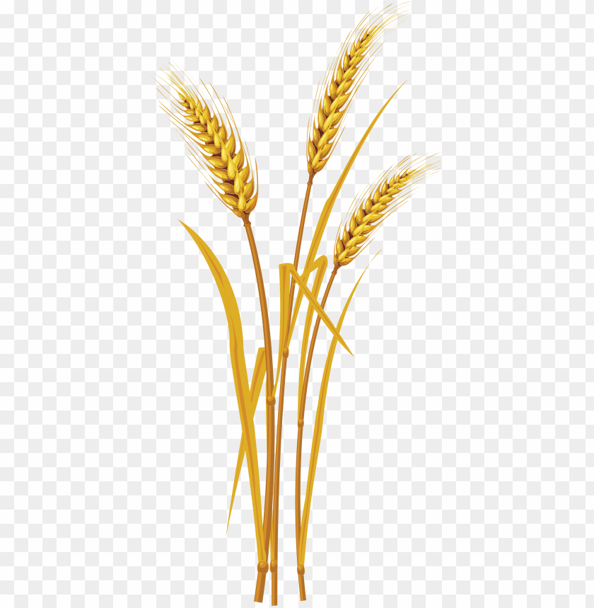 PNG image of wheat with a clear background - Image ID 20096