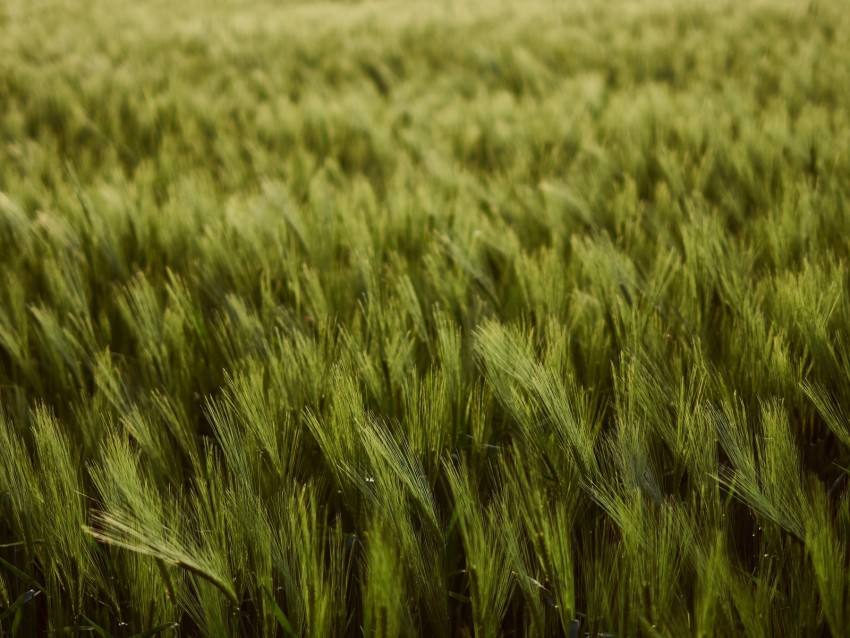 wheat, ears, field, green, thick, harvest
