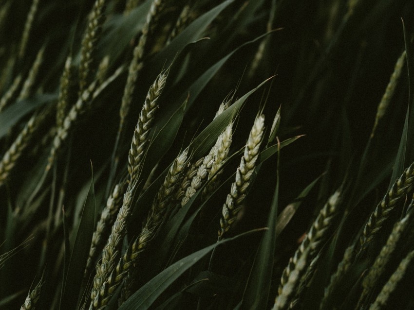 wheat, spikelets, cereals, green, dark, plants
