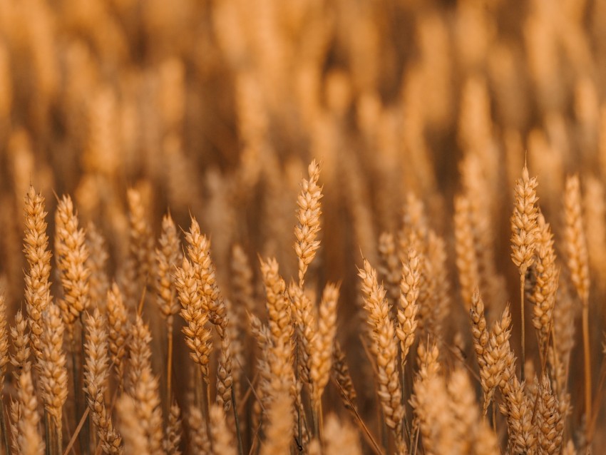 wheat, spikelets, field, cereals, plant