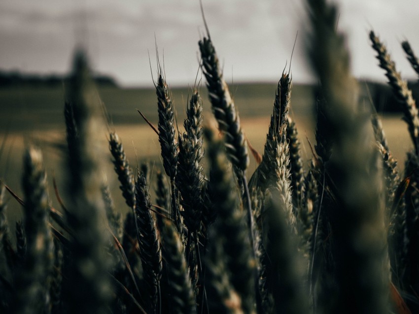 wheat, spikelets, field, plants, cereals