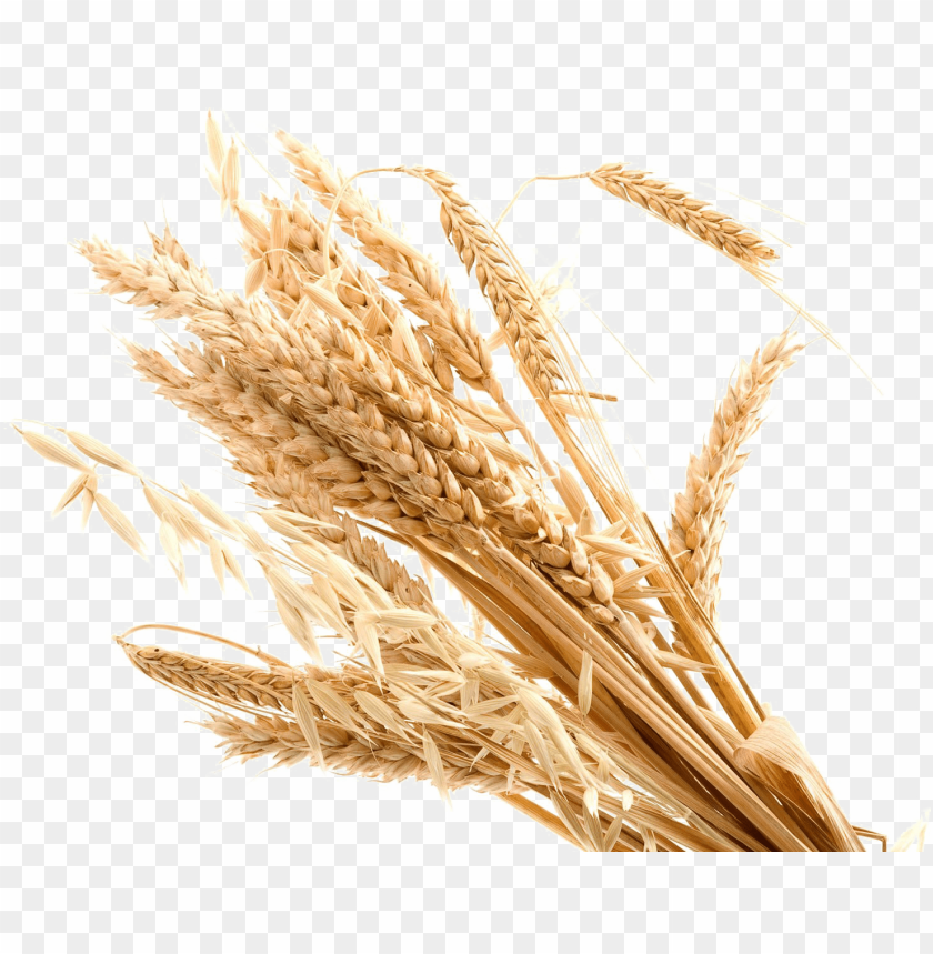 free PNG wheat transparent background png - transparent transparent background wheat PNG image with transparent background PNG images transparent