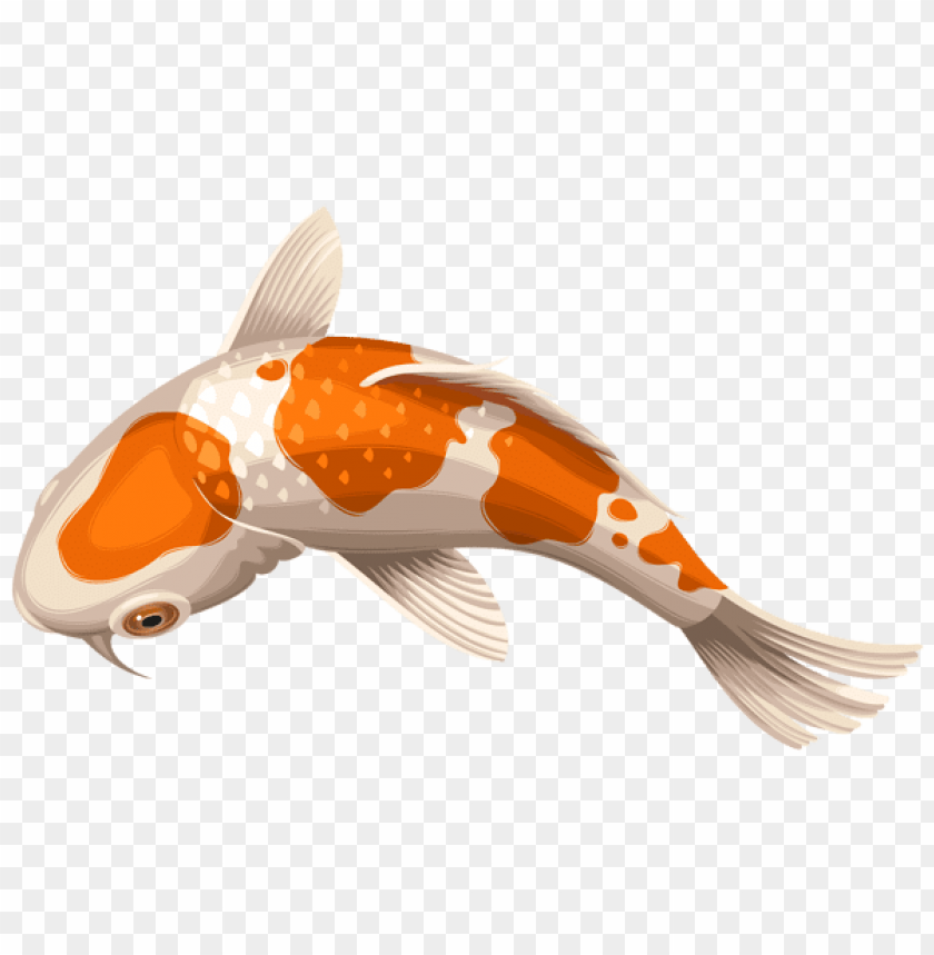 free PNG Download white and orange koi fish transparent clipart png photo   PNG images transparent
