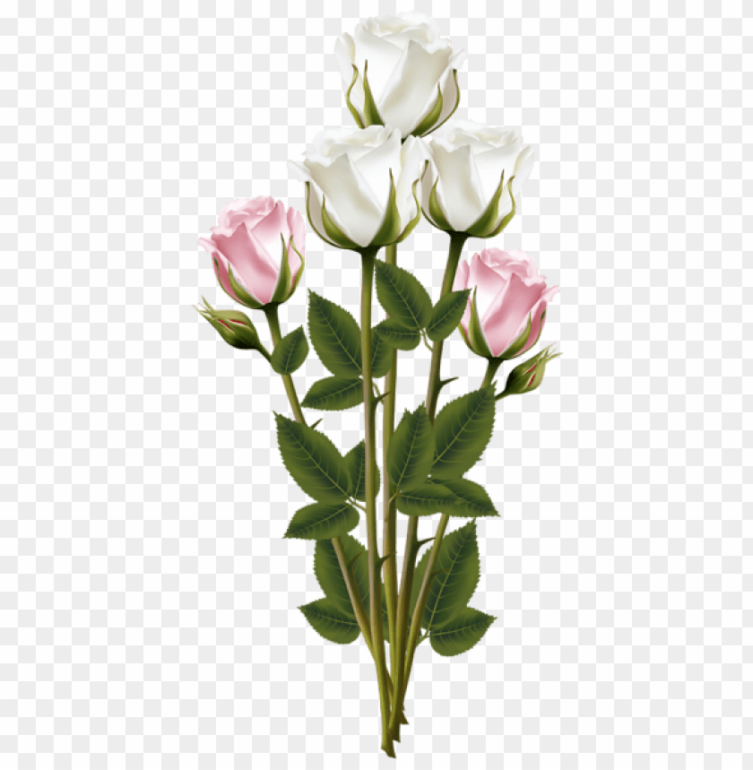 white and pink rose bouquet transparent