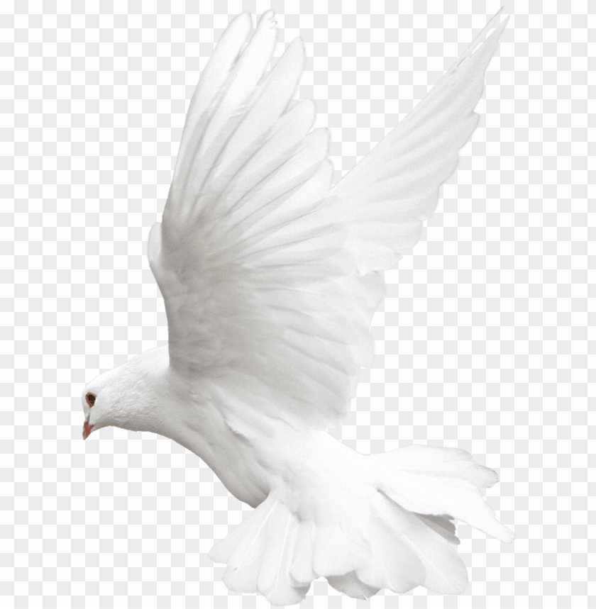 fly, pigeon, phoenix bird, twitter bird logo, big bird, bird wings