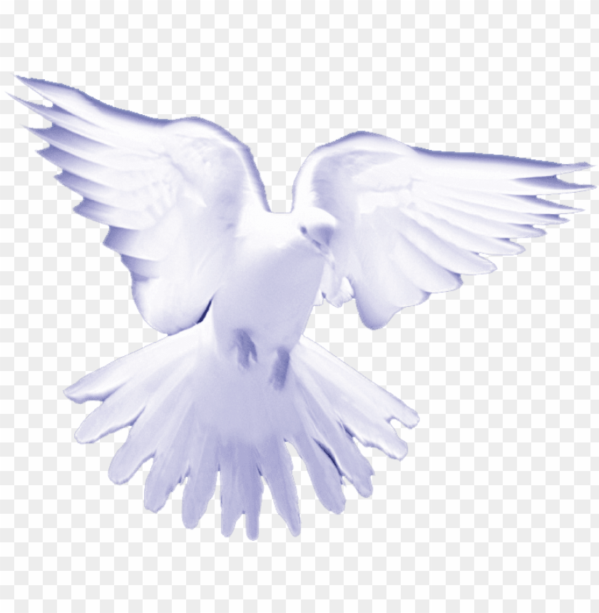 white birds on heaven PNG transparent with Clear Background ID 89187