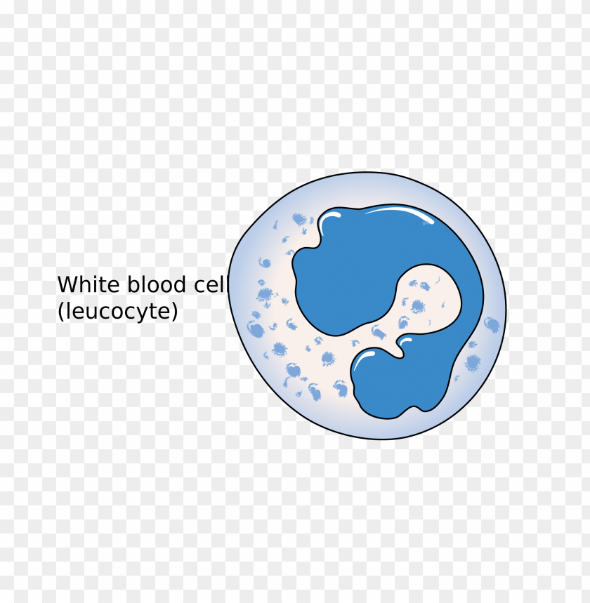 white blood cell