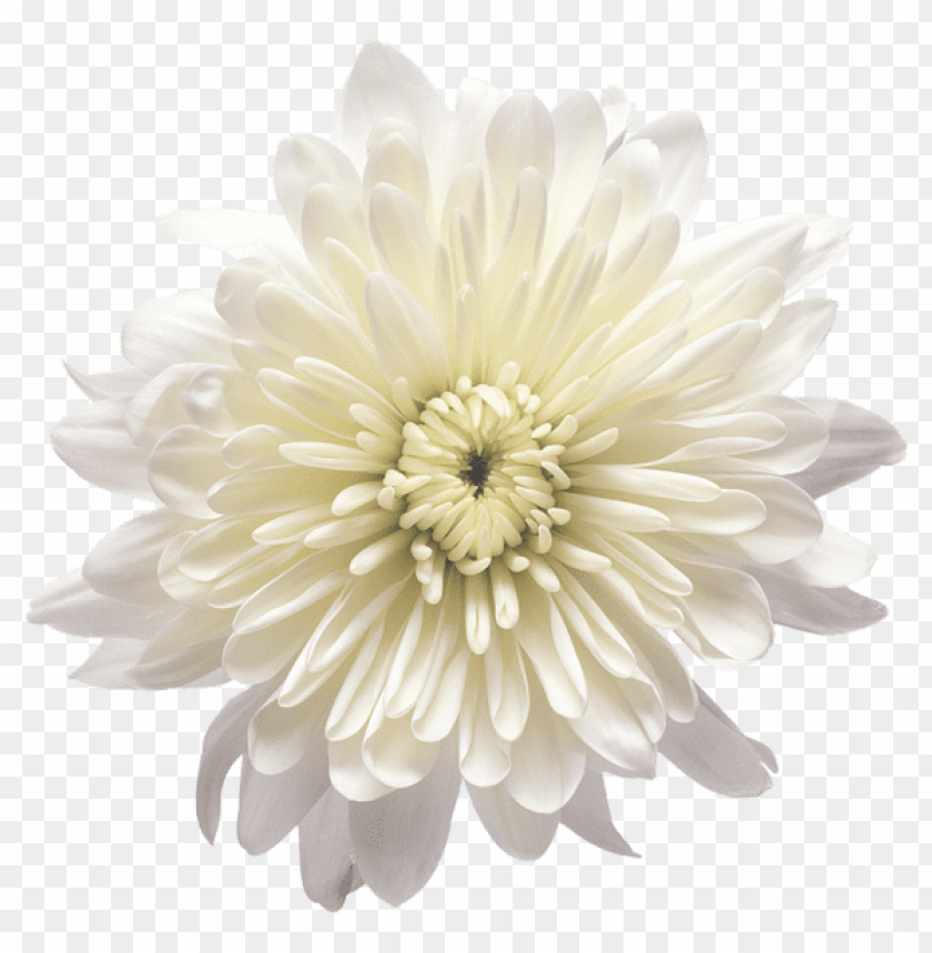 PNG image of white chrysanthemum flower transparent with a clear background - Image ID 44773