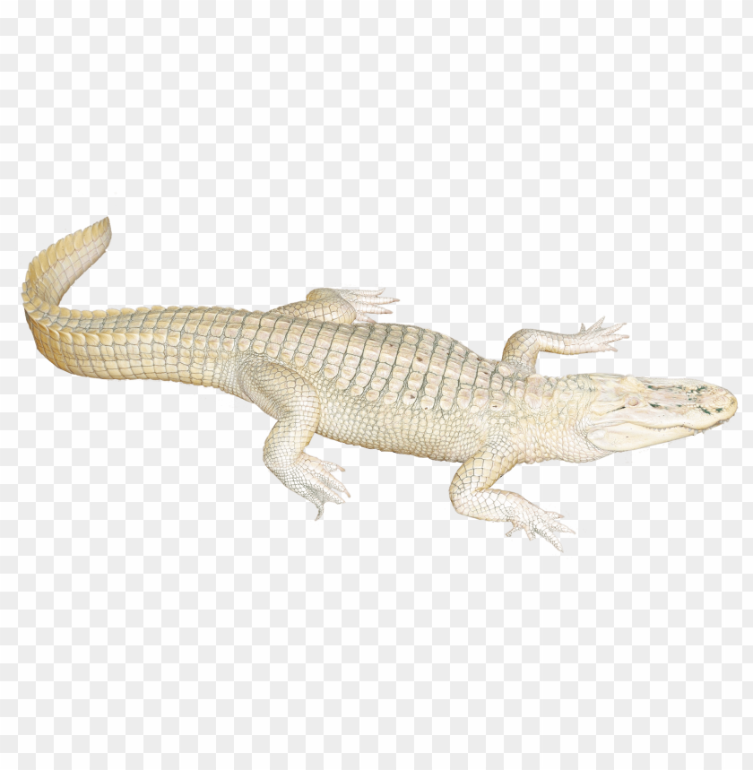 
crocodile
, 
animal
, 
reptile
, 
alligator
, 
predator
, 
gator
, 
zoo
