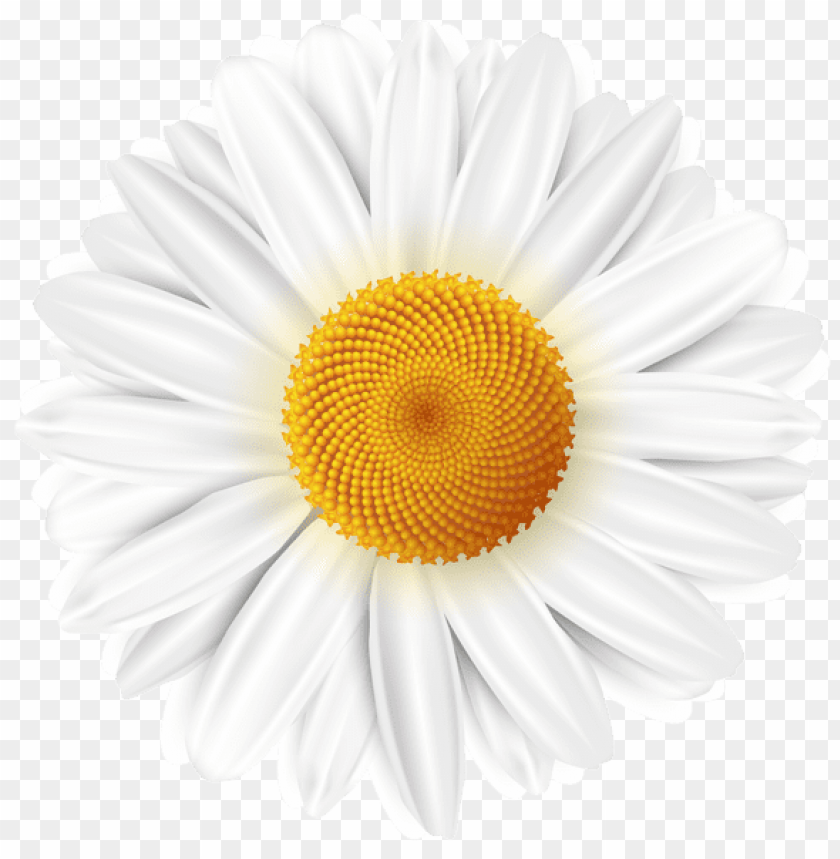 Png Image Of White Daisy Transparent With A Clear Background Image Id