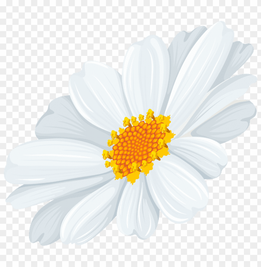 white daisy transparent