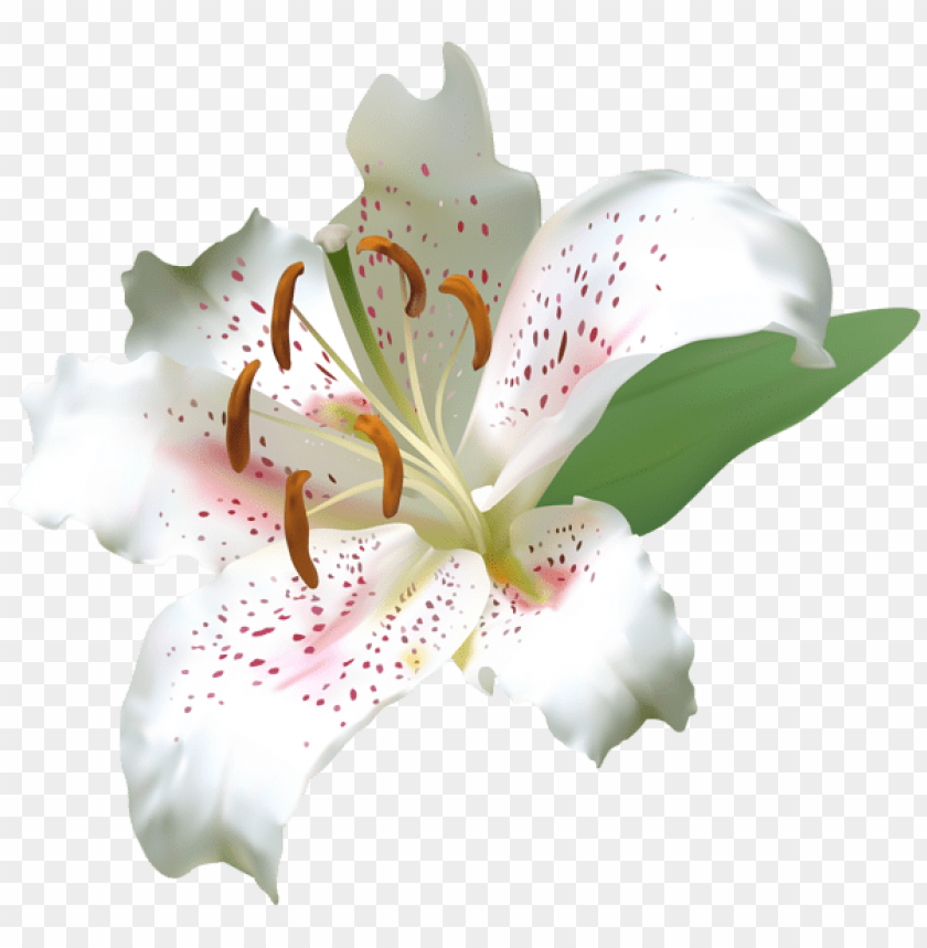 white deco lily flower