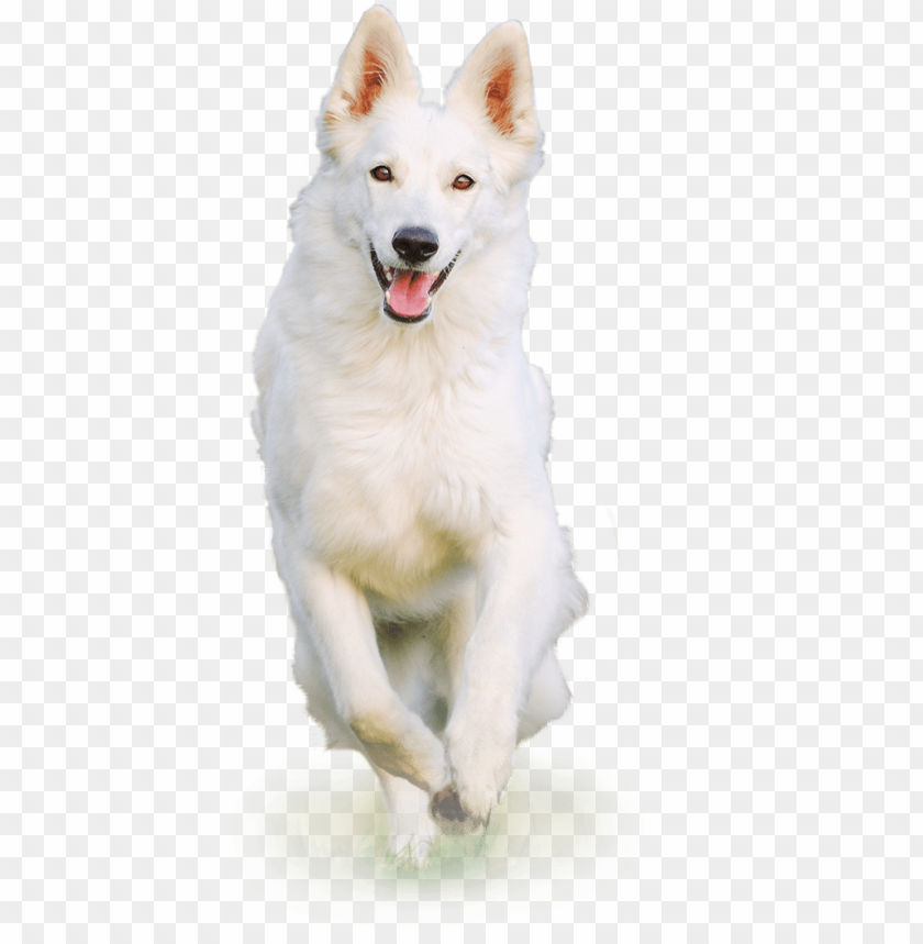 dog png