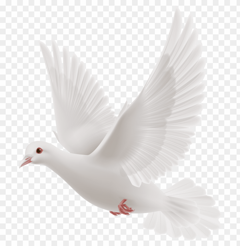 dove, white