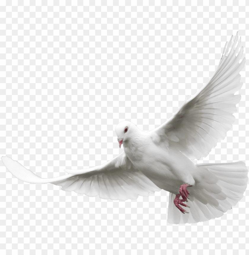 Download white dove png images background | TOPpng