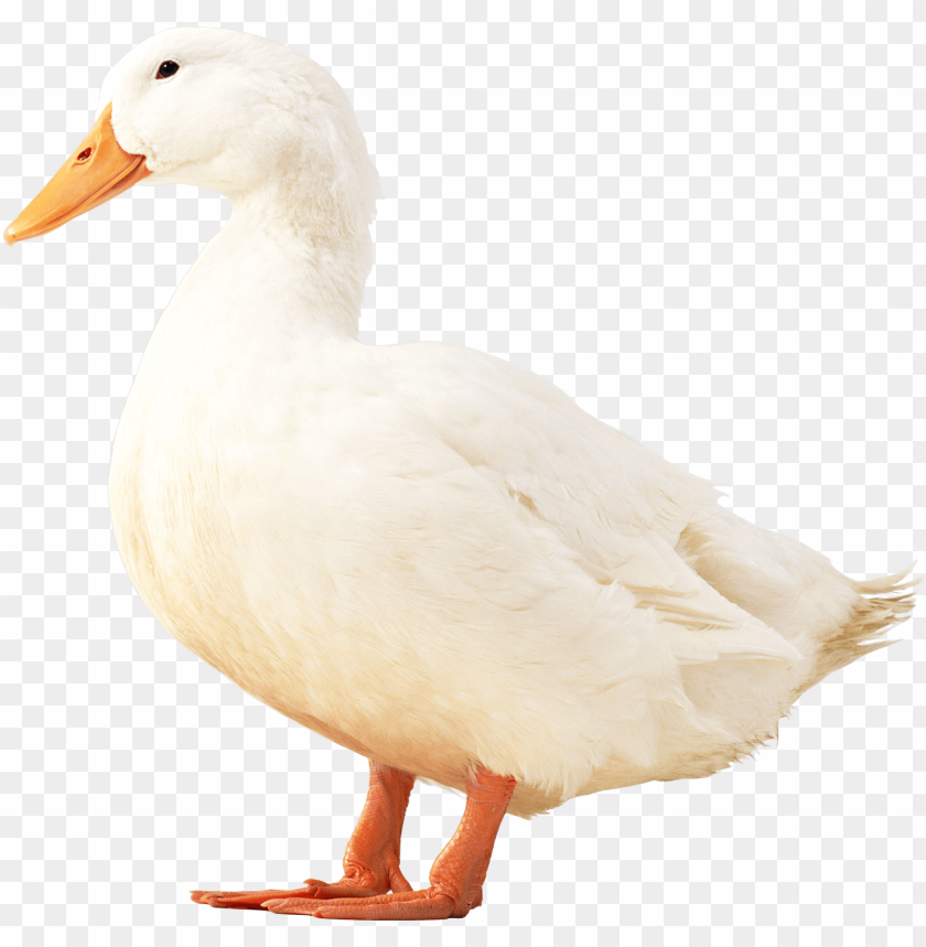 
white
, 
duck
, 
stay
, 
animal
, 
png
