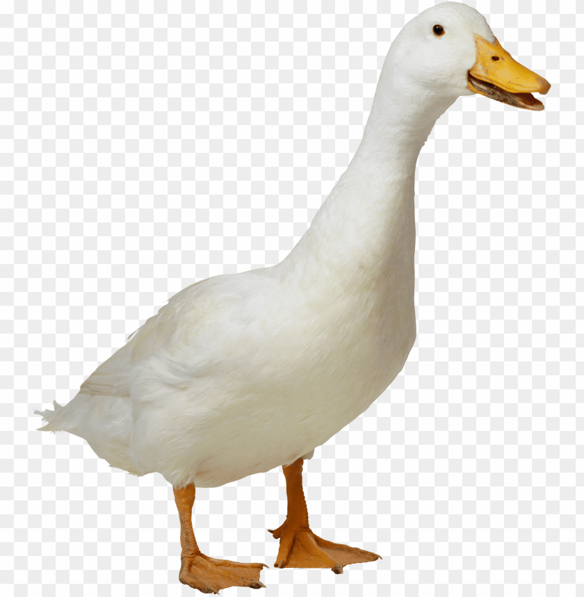 animals, ducks, white duck, 