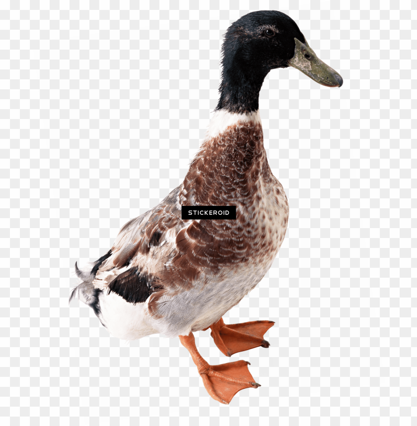 free PNG white duck - gambar bebek PNG image with transparent background PNG images transparent