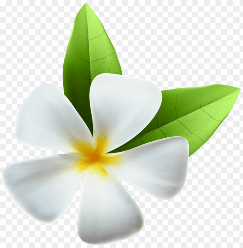 white exotic flower