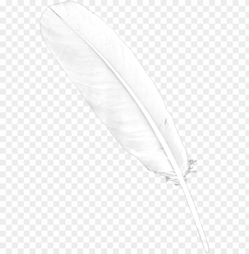 white, feaher, png